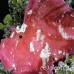 scorpionfish_leaf_ni_h_0008_pal0124.jpg